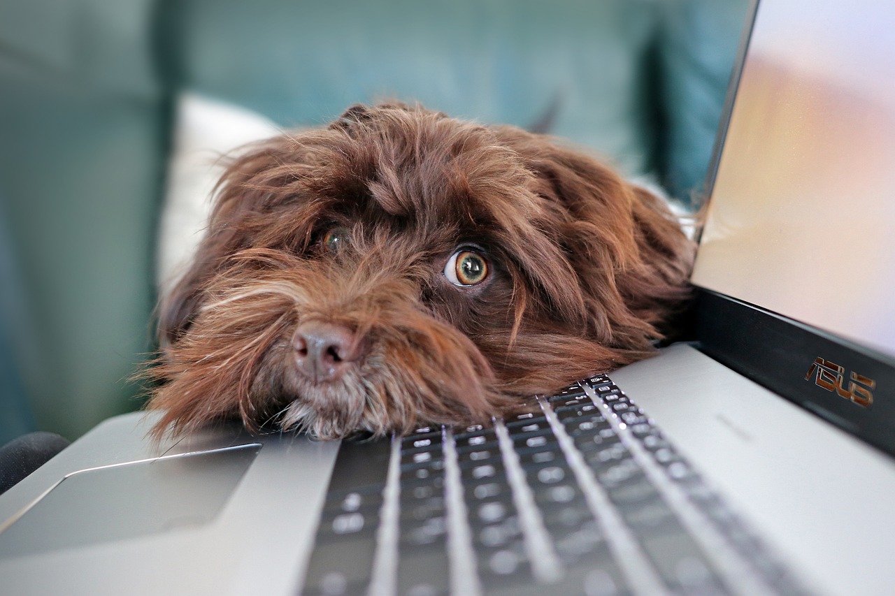 A Brown Dog Resting Its Head on Top of a Asus Laptop